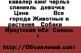  кавалер кинг чарльз спаниель -девочка › Цена ­ 45 000 - Все города Животные и растения » Собаки   . Иркутская обл.,Саянск г.